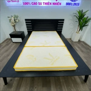 NỆM CAO SU GOLD LATEX GẤP 3